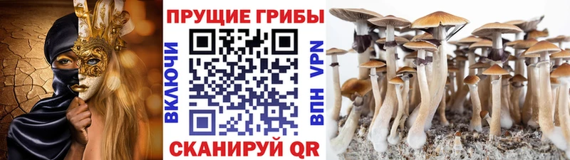 Галлюциногенные грибы прущие грибы  Купить где  Терек 